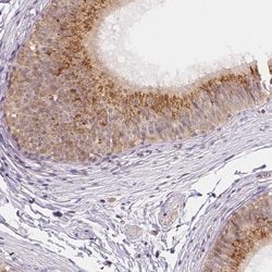Invitrogen NXPE2 Polyclonal Antibody 100 &mu;L; Unconjugated:Antibodies,