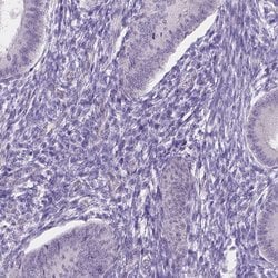 Invitrogen NXPE2 Polyclonal Antibody 100 &mu;L; Unconjugated:Antibodies,