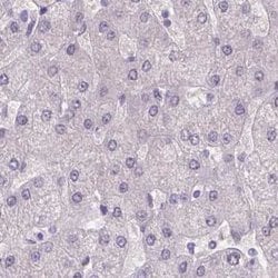 Invitrogen NXPE2 Polyclonal Antibody 100 &mu;L; Unconjugated:Antibodies,