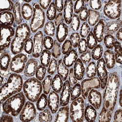 Invitrogen SPDYC Polyclonal Antibody 100 &mu;L; Unconjugated:Antibodies,