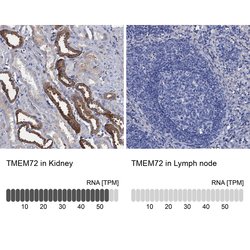 Invitrogen TMEM72 Polyclonal Antibody 100 &mu;L; Unconjugated:Antibodies,