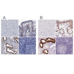 Invitrogen TMEM72 Polyclonal Antibody 100 &mu;L; Unconjugated:Antibodies,