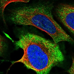 MICALCL Polyclonal Antibody:Antibodies, Polyclonal