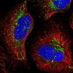 Invitrogen NDUFA12 Polyclonal Antibody 100 &mu;L; Unconjugated:Antibodies,