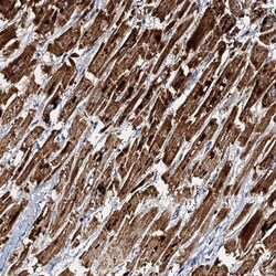 Invitrogen NDUFA12 Polyclonal Antibody 100 &mu;L; Unconjugated:Antibodies,