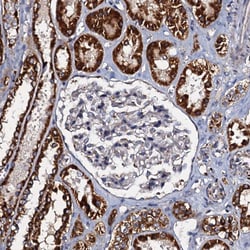 Invitrogen NDUFA12 Polyclonal Antibody 100 &mu;L; Unconjugated:Antibodies,
