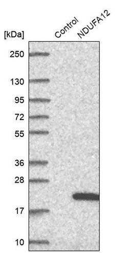 Invitrogen NDUFA12 Polyclonal Antibody 100 &mu;L; Unconjugated:Antibodies,
