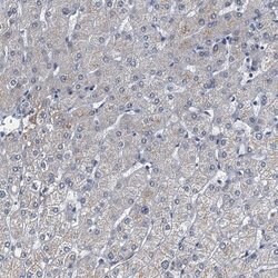 Invitrogen GIF Polyclonal Antibody 100 &mu;L; Unconjugated:Antibodies,
