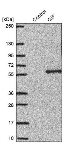 Invitrogen GIF Polyclonal Antibody 100 &mu;L; Unconjugated:Antibodies,