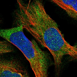 Invitrogen BCDIN3D Polyclonal Antibody 100 &mu;L; Unconjugated:Antibodies,