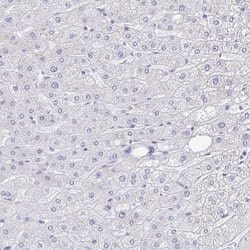 Invitrogen TREH Polyclonal Antibody 100 &mu;L; Unconjugated:Anticuerpos