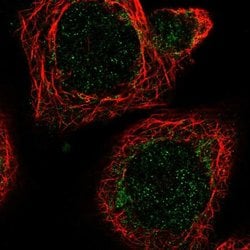 Invitrogen MRPL51 Polyclonal Antibody 100 &mu;L; Unconjugated:Antibodies,
