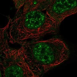 Invitrogen ARHGAP42 Polyclonal Antibody 100 &mu;L; Unconjugated:Antibodies,