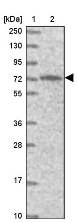 Invitrogen PIGB Polyclonal Antibody 100 &mu;L; Unconjugated:Antibodies,