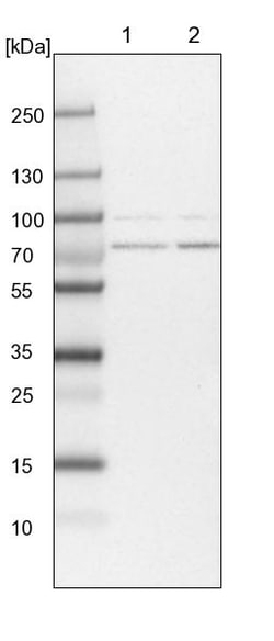 Invitrogen PIGB Polyclonal Antibody 100 &mu;L; Unconjugated:Antibodies,