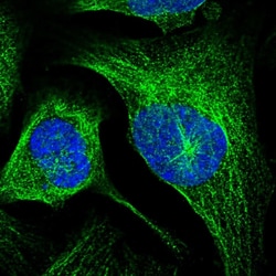 Invitrogen LRTOMT Polyclonal Antibody 100 &mu;L; Unconjugated:Antibodies,