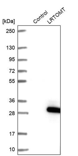 Invitrogen LRTOMT Polyclonal Antibody 100 &mu;L; Unconjugated:Antibodies,