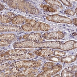 Invitrogen PAAF1 Polyclonal Antibody 100 &mu;L; Unconjugated:Antibodies,