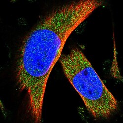 Invitrogen C15orf39 Polyclonal Antibody 100 &mu;L; Unconjugated:Antibodies,