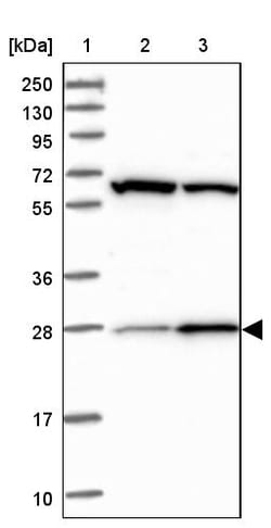 Invitrogen HAUS2 Polyclonal Antibody 100 &mu;L; Unconjugated:Antibodies,