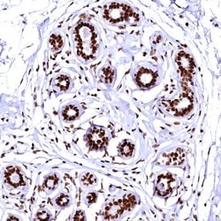 Invitrogen CPSF6 Polyclonal Antibody 100 &mu;L; Unconjugated:Antibodies,