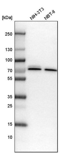 Invitrogen CPSF6 Polyclonal Antibody 100 &mu;L; Unconjugated:Antibodies,