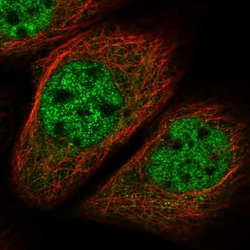 Invitrogen MNS1 Polyclonal Antibody 100 &mu;L; Unconjugated:Antibodies,