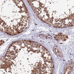 Invitrogen MNS1 Polyclonal Antibody 100 &mu;L; Unconjugated:Antibodies,