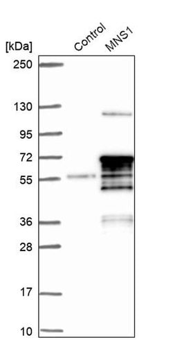 Invitrogen MNS1 Polyclonal Antibody 100 &mu;L; Unconjugated:Antibodies,