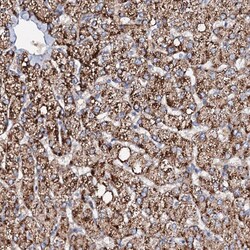 Invitrogen SLC10A7 Polyclonal Antibody 100 &mu;L; Unconjugated:Antibodies,