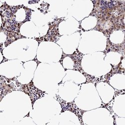 Invitrogen DNA Primase Polyclonal Antibody 100 &mu;L; Unconjugated:Antibodies,