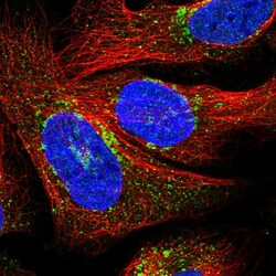 Invitrogen DNA Primase Polyclonal Antibody 100 &mu;L; Unconjugated:Antibodies,