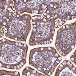 Invitrogen FAM186B Polyclonal Antibody 100 &mu;L; Unconjugated:Antibodies,