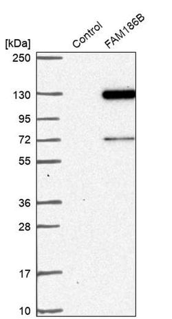 Invitrogen FAM186B Polyclonal Antibody 100 &mu;L; Unconjugated:Antibodies,