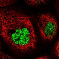 Invitrogen FNBP4 Polyclonal Antibody 100 &mu;L; Unconjugated:Antibodies,