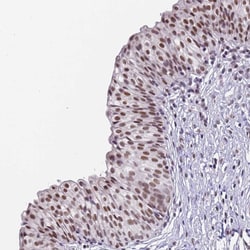 Invitrogen FNBP4 Polyclonal Antibody 100 &mu;L; Unconjugated:Antibodies,