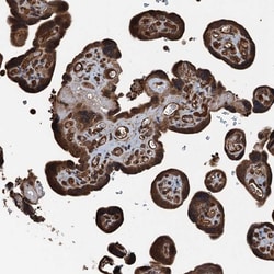 Invitrogen TCTN1 Polyclonal Antibody 100 &mu;L; Unconjugated:Antibodies,