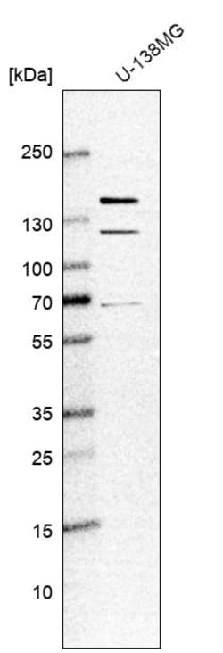 Invitrogen KIAA1468 Polyclonal Antibody 100 &mu;L | Buy Online | Invitrogen&trade; | Fisher Scientific