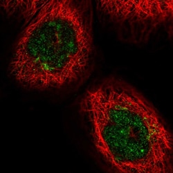 Invitrogen GOLGA3 Polyclonal Antibody 100 &mu;L; Unconjugated:Antibodies,
