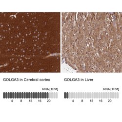 Invitrogen GOLGA3 Polyclonal Antibody 100 &mu;L; Unconjugated:Antibodies,
