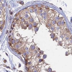 Invitrogen GOLGA3 Polyclonal Antibody 100 &mu;L; Unconjugated:Antibodies,