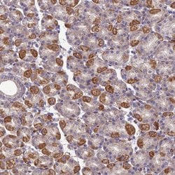 Invitrogen SEL1L3 Polyclonal Antibody 100 &mu;L | Buy Online | Invitrogen&trade; | Fisher Scientific