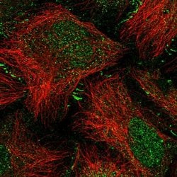 Invitrogen SPERT Polyclonal Antibody 100 &mu;L; Unconjugated:Antibodies,