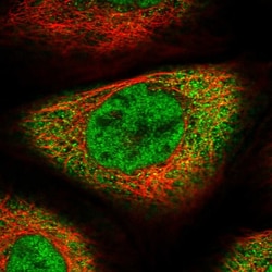 Invitrogen SFRS8 Polyclonal Antibody 100 &mu;L; Unconjugated:Antibodies,