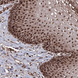 Invitrogen SFRS8 Polyclonal Antibody 100 &mu;L; Unconjugated:Antibodies,
