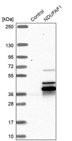 Invitrogen NDUFAF1 Polyclonal Antibody 100 &mu;L | Buy Online | Invitrogen&trade; | Fisher Scientific