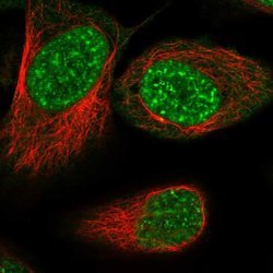 Invitrogen RSRC2 Polyclonal Antibody 100 &mu;L; Unconjugated:Antibodies,