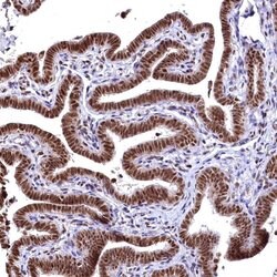Invitrogen RSRC2 Polyclonal Antibody 100 &mu;L; Unconjugated:Antibodies,