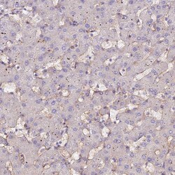 Invitrogen MYO9A Polyclonal Antibody 100 &mu;L; Unconjugated:Antibodies,
