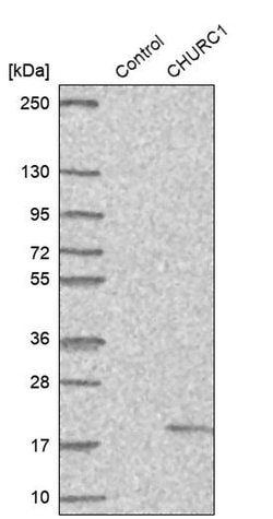 Invitrogen CHURC1 Polyclonal Antibody 100 &mu;L; Unconjugated:Antibodies,